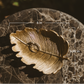 The Elm Leaf Trinket Dish